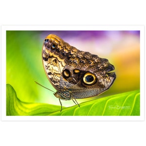 POSTKARTE I Schmetterling I Fotografie I Bananenfalter I Tier I Natur I  Foto I Makro l grün l braun l lila l Kunst I Grußkarte I 15x10cm