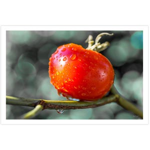 POSTKARTE I Tomate | Tropfen | Gemüse | Essen | gesund | Fotografie I Foto I rot l braun l Kunst I Grußkarte I 15x10cm I Geschenk