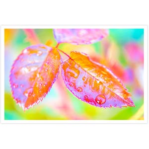 POSTKARTE I Rosenblätter | Tropfen | Fotografie I Natur I Foto I grün l orange | lila l weiß l Kunst I Grußkarte I 15x10cm I Geschenk