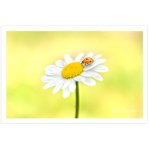 POSTKARTE I Marienkäfer I Fotografie I Tier I Natur I Foto I Makro I Kunst l Blume I Margerite I orange l gelb l weiß I Grußkarte I 15x10cm