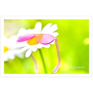 POSTKARTE I Margerite I Fotografie I Blume I Sonnenbrille I pink I grün I weiß I gelb I Natur I Foto I Makro I Kunst I Grußkarte I 15x10cm