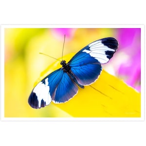 POSTKARTE I Schmetterling | PassionsfalterI Fotografie I Natur I Foto I Makro l blau l gelb l weiß l Kunst I Grußkarte I 15x10cm I Geschenk