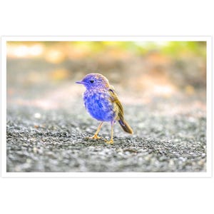POSTKARTE I Vogel | lila I Tier | Fotografie I Natur I Foto I Makro l grau l Kunst I Grußkarte I 15x10cm I Geschenk