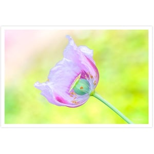 POSTKARTE I Mohnblume | Blume I Fotografie I Natur I Foto I Makro l grün l lila l Kunst I Grußkarte I 15x10cm I Geschenk