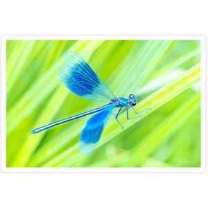 POSTKARTE I Blauflügel-Prachtlibelle I Fotografie I Natur I Foto I grün l blau l Kunst I Grußkarte I 15x10cm I Geschenk | Tier | Insekt