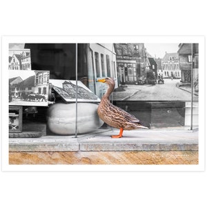 POSTKARTE I Ente I Fotografie I Shopping I Tier I Schaufenster I Naturfoto l Foto I Makrofoto I Kunst I Grußkarte I 15x10cm