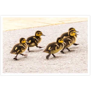 POSTKARTE I Entenküken| Entenbabies I Fotografie I Natur I Foto I braun l gelb l grau l Kunst I Grußkarte I 15x10cm I Geschenk | Spaziergang