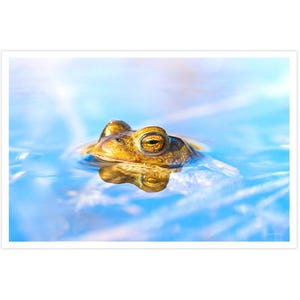 POSTKARTE I Wasserfrosch | Frosch | Wasser I Fotografie I Natur I Foto I blau l orange l braun l Kunst I Grußkarte I 15x10cm I Geschenk