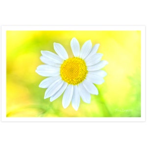 POSTKARTE I Margerite I Fotografie I Blume I gelb I weiß I grün I Natur I Foto I Makro I Kunst I Grußkarte I 15x10cm
