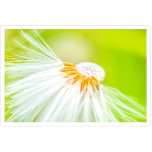 POSTKARTE I Blume | Huflattich I Fotografie I Natur I Foto I Makro l grün l orange l weiß l Kunst I Grußkarte I 15x10cm I Geschenk