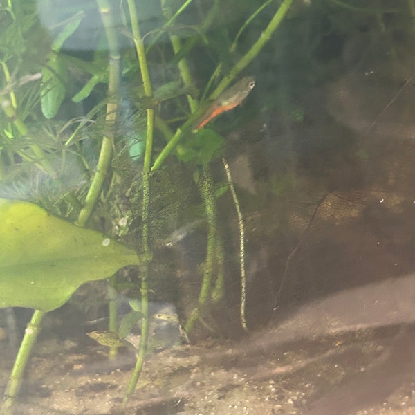 Baby angelfish and baby guppies