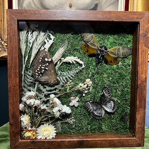 Nature Inspired Wall Art- Handcrafted Entomology Shadowbox with Owl Moth, Brown Cicada, Diana Fritillary Butterfly and Dried Flowers