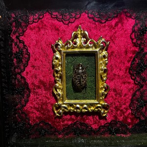 May include: A black and white beetle with a green background is displayed in a gold ornate frame. The frame is set against a red velvet background with black lace trim.