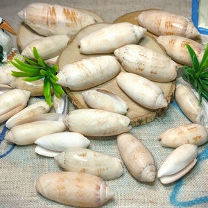 May include: A collection of smooth, white seashells of various sizes and shapes, arranged on a wooden surface. The shells have a natural, organic texture and are a popular decorative element for beach-themed decor.