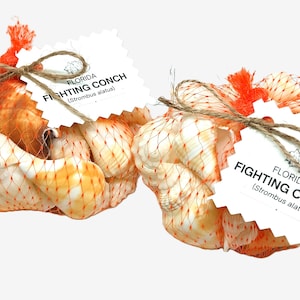 Florida Fighting Conch Sea Shells from the Gulf Coast, Indian Rocks, Clearwater Beach, Honeymoon Island (Variety of Sizes & Shades)