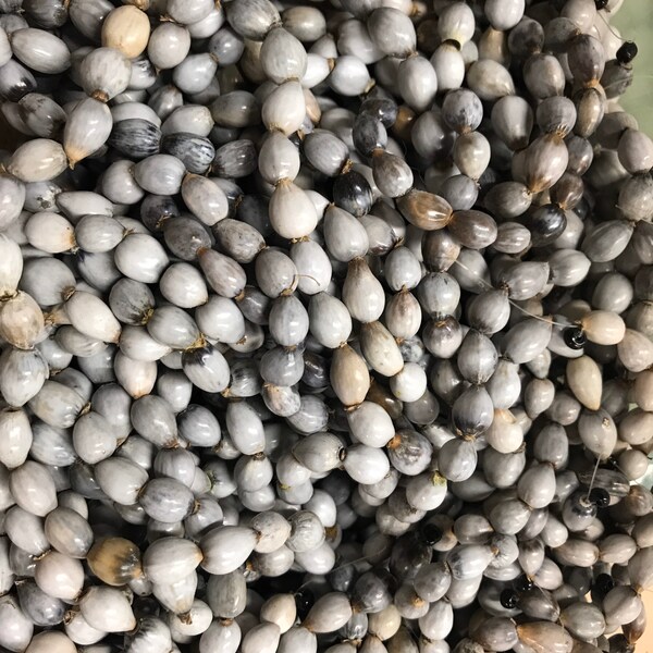 Panyas seed beads, Job's tears-end drilled strand-15 inch strand, white, light tan< Polynesian, Filipino jewelry supply