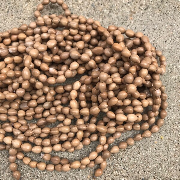 Small, Panyas seed beads, Job's tears-end drilled strand-15 inch strand-tan or light brown