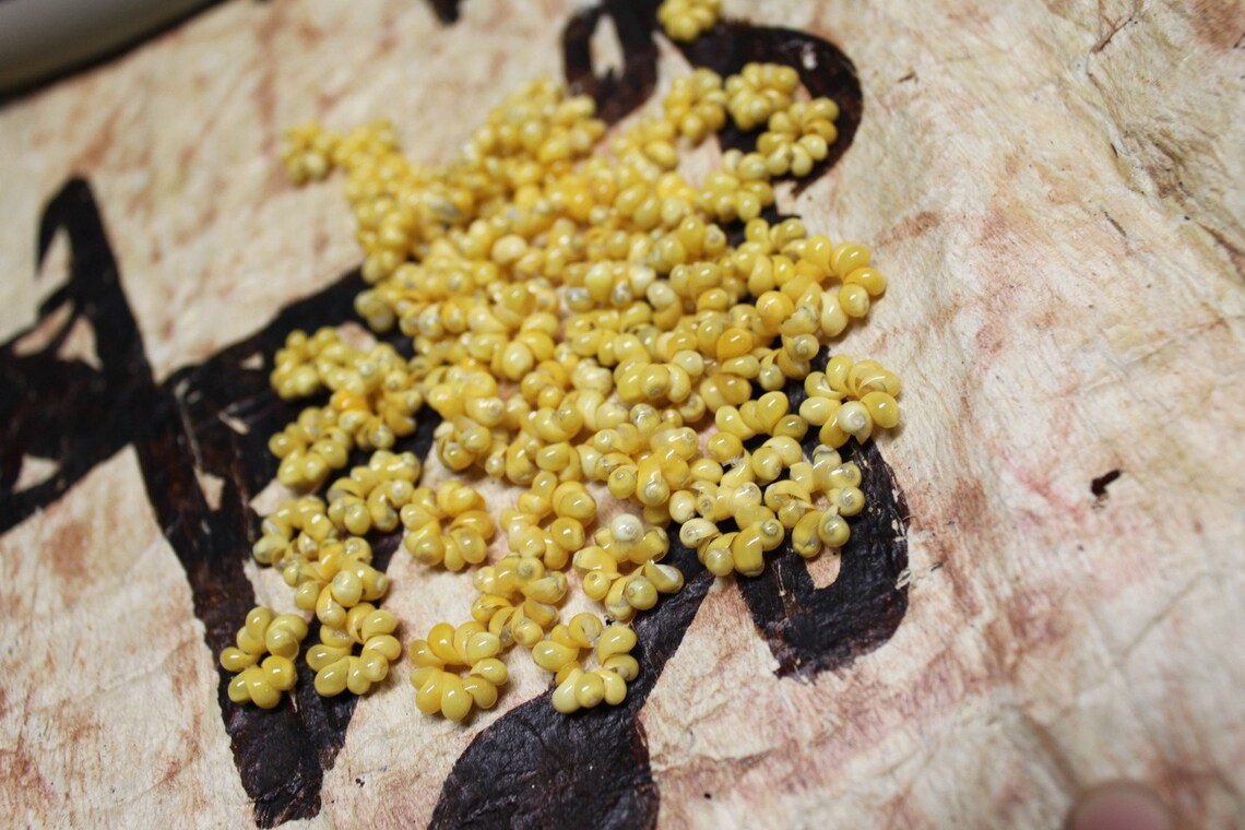 Yellow Mongo Shell Rosettes Mung Shell Rings Tahitian Etsy