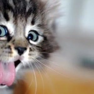 inappropriate cat toy - male member