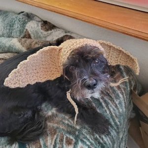 Golden snitch dog costume 2025