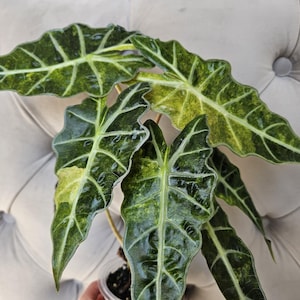 Alocasia Polly Splash - Etsy