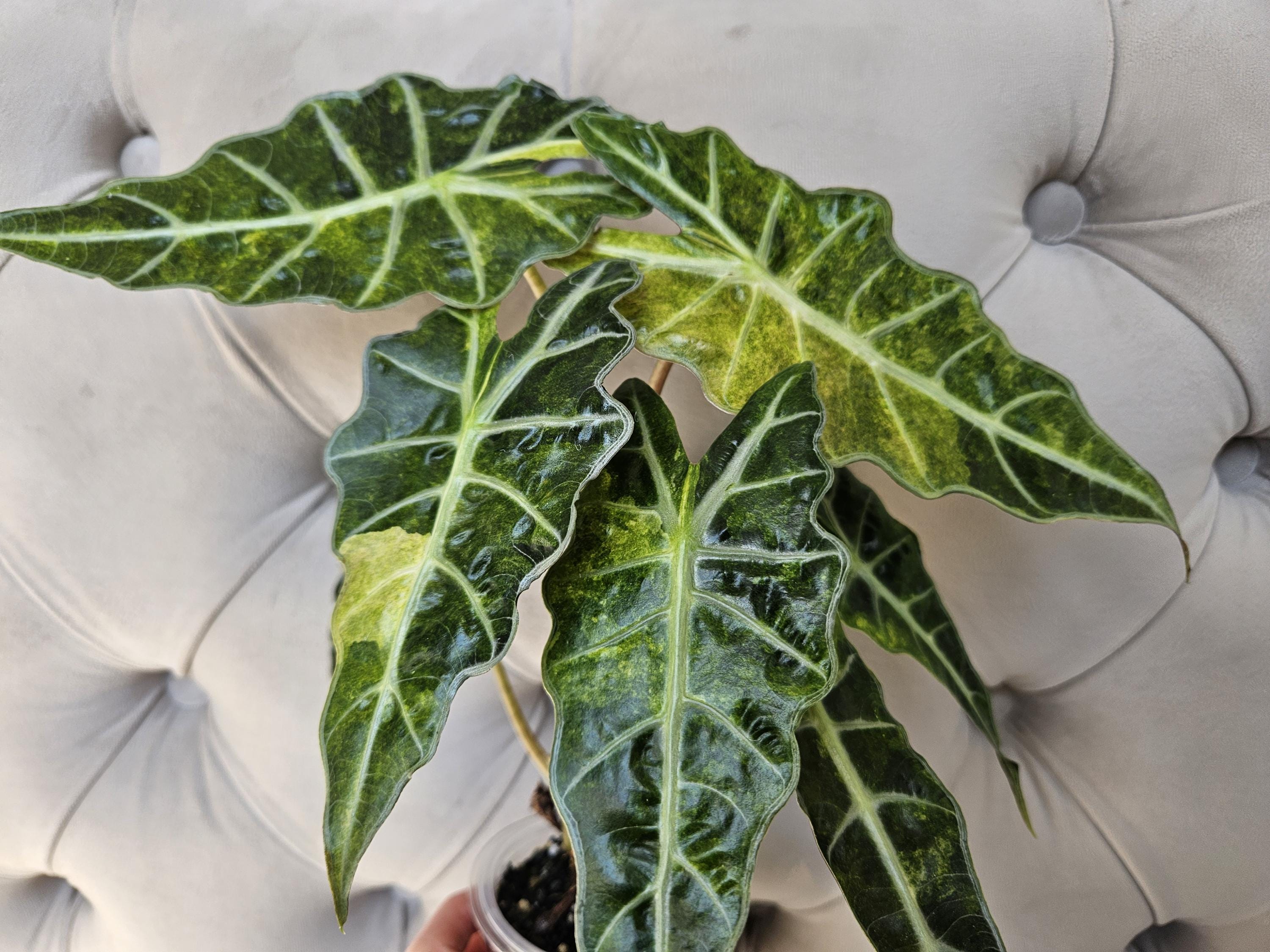Alocasia Polly Aurea - Etsy
