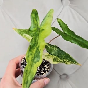 Alocasia Plant Sabrina - Etsy