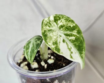 Alocasia Ninja Albo (2.5 In) - Starter Plant - Etsy