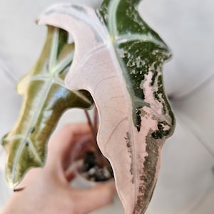 May include: Close-up of a plant with large, variegated leaves. The leaves display a mix of colours, including light pink, dark green, and brown. The plant is held in a clear plastic container.