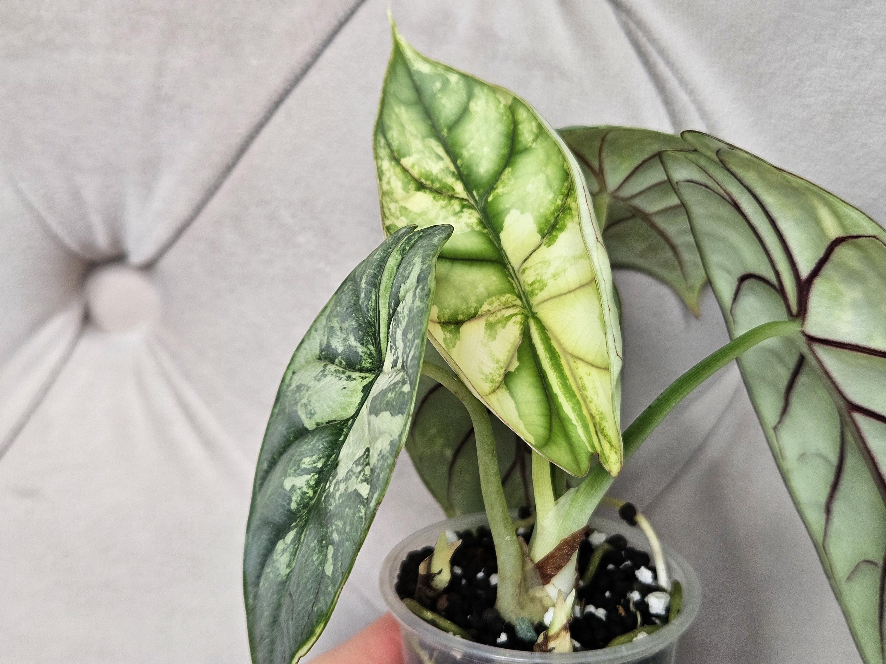 Alocasia Silver Dragon Albo - Etsy