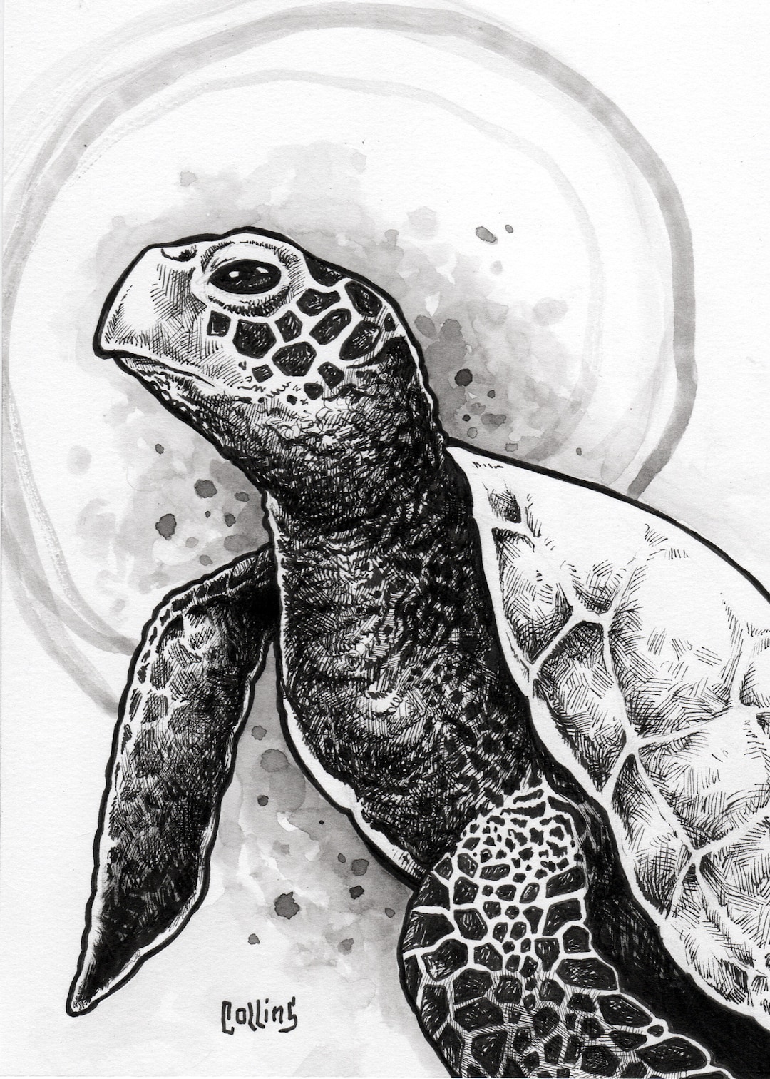 Sea Turtle Black and White Fine Art Cotton 5x7 Print - by Bryan