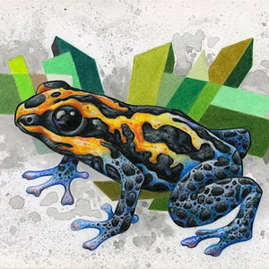 May include: A detailed illustration of a poison dart frog. The frog features a black body with yellow and orange markings, blue legs, and large black eyes. The background includes geometric shapes in shades of green and brown.