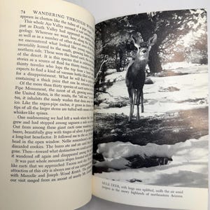May include: Black and white photograph of a mule deer standing in a snowy landscape. The deer has large ears and is looking towards the viewer. Text on the page reads "Wandering Through Wind" and "Mule deer, with huge ears uplifted, sniffs the air amid junipers in the snowy highlands of northeastern Arizona."