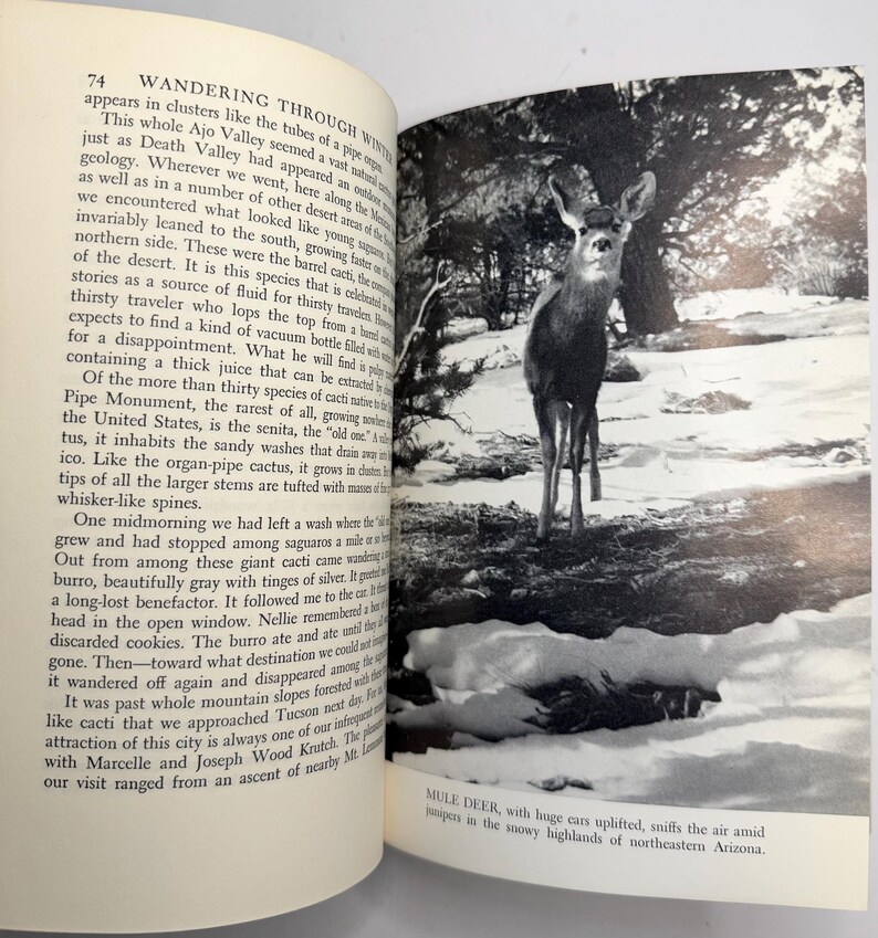 May include: Black and white photograph of a mule deer standing in a snowy landscape. The deer has large ears and is looking towards the viewer. Text on the page reads "Wandering Through Wind" and "Mule deer, with huge ears uplifted, sniffs the air amid junipers in the snowy highlands of northeastern Arizona."