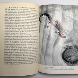 Wandering Through Winter by Edwin Way Teale 1965 First Edition Hardcover with Dust Jacket, Pulitzer Prize Winner, Vintage Nature Book image 16