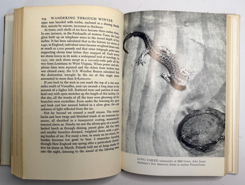 Wandering Through Winter by Edwin Way Teale 1965 First Edition Hardcover with Dust Jacket, Pulitzer Prize Winner, Vintage Nature Book image 16