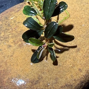 May include: A small aquatic plant with dark green, glossy, oval-shaped leaves attached to a central stem, resting on a smooth, tan-colored river stone. The plant features visible veins on the leaves and thin, light green roots extending from the base.