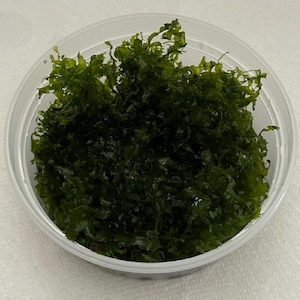 Subwassertang (8 or 16 oz), Rare Aquatic Aquarium Plant, Fully Submerged, Aquarium Plant, Aquarium Decor, Aquascape, Aquatic Plant