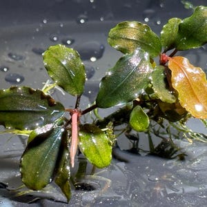May include: Close-up of a Bucephalandra plant with dark green and bronze-colored leaves. The plant has a reddish stem and a few small, light green leaves. The leaves have a glossy appearance, and the plant is set against a dark background.