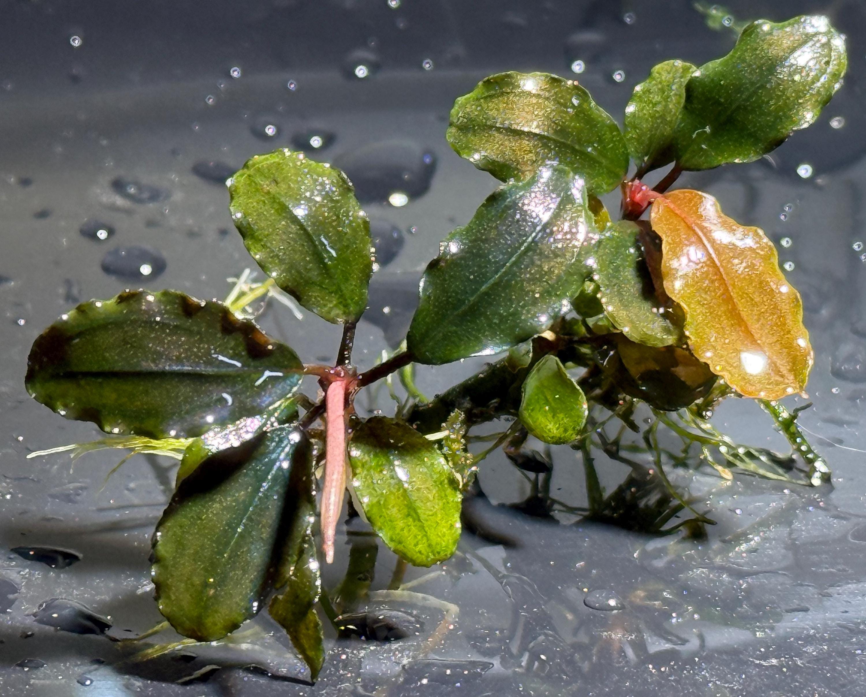 Bucephalandra Purple - Etsy
