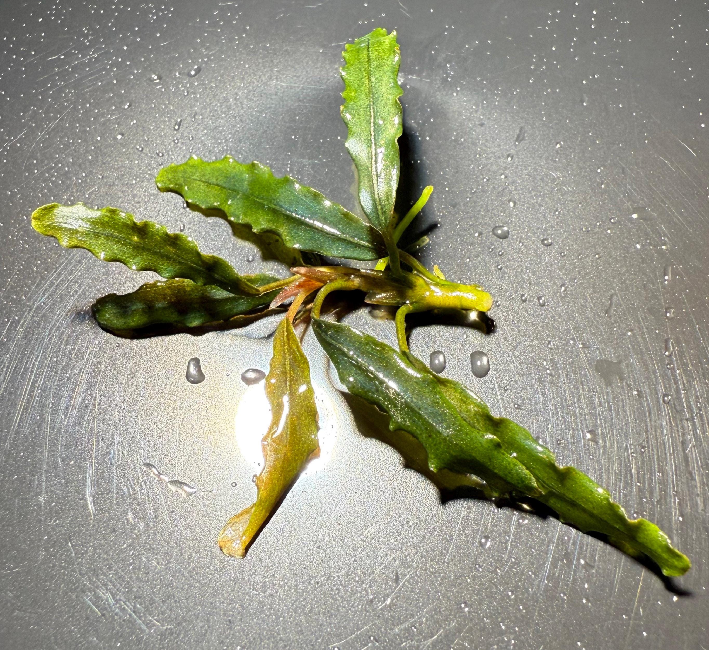 Bucephalandra Black - Etsy