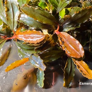 May include: Close-up of a Bucephalandra Esmeralda Red plant. The aquatic plant features dark green leaves with reddish-orange and yellow accents. The leaves have a textured appearance. The plant is a popular choice for aquascaping and aquarium enthusiasts.