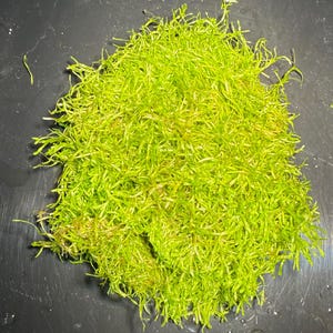 May include: A vibrant, close-up image of a bright green aquatic plant, likely moss, with a dense, textured appearance. The plant has numerous thin, needle-like leaves, creating a lush, full look. The background is a dark, neutral surface.
