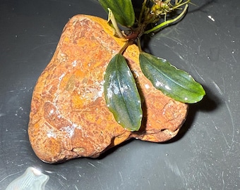 Bucephalandra Sintang Green From Only Plants USA Live Aquatic