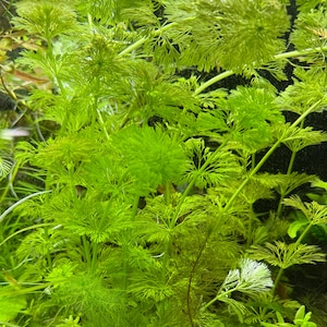 May include: A dense cluster of bright green aquatic plants featuring delicate, feathery, needle-like leaves arranged in whorls around thin, upright stems. The foliage creates a lush, textured underwater environment with vibrant shades of green.