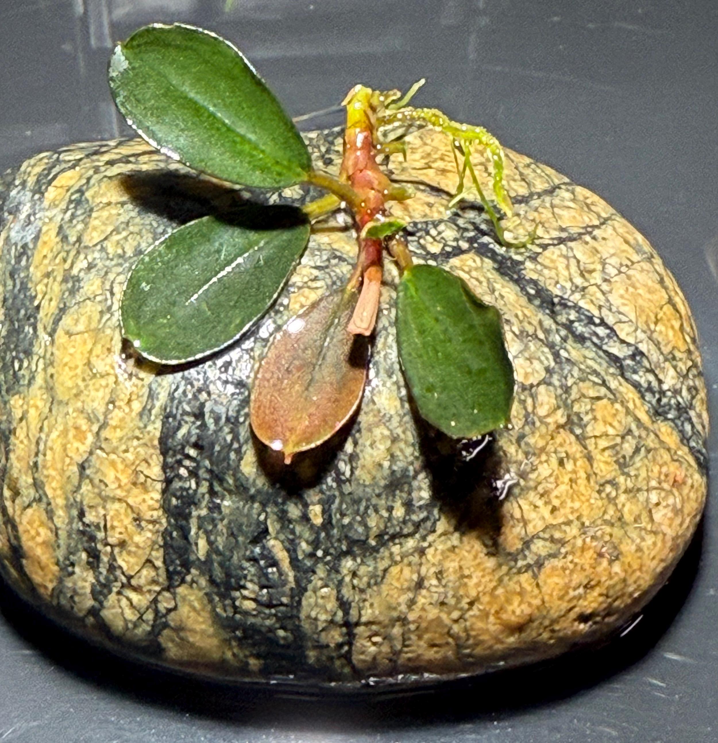 Bucephalandra Magnum Blue, Rare Bucephalandra, Submerged Grown