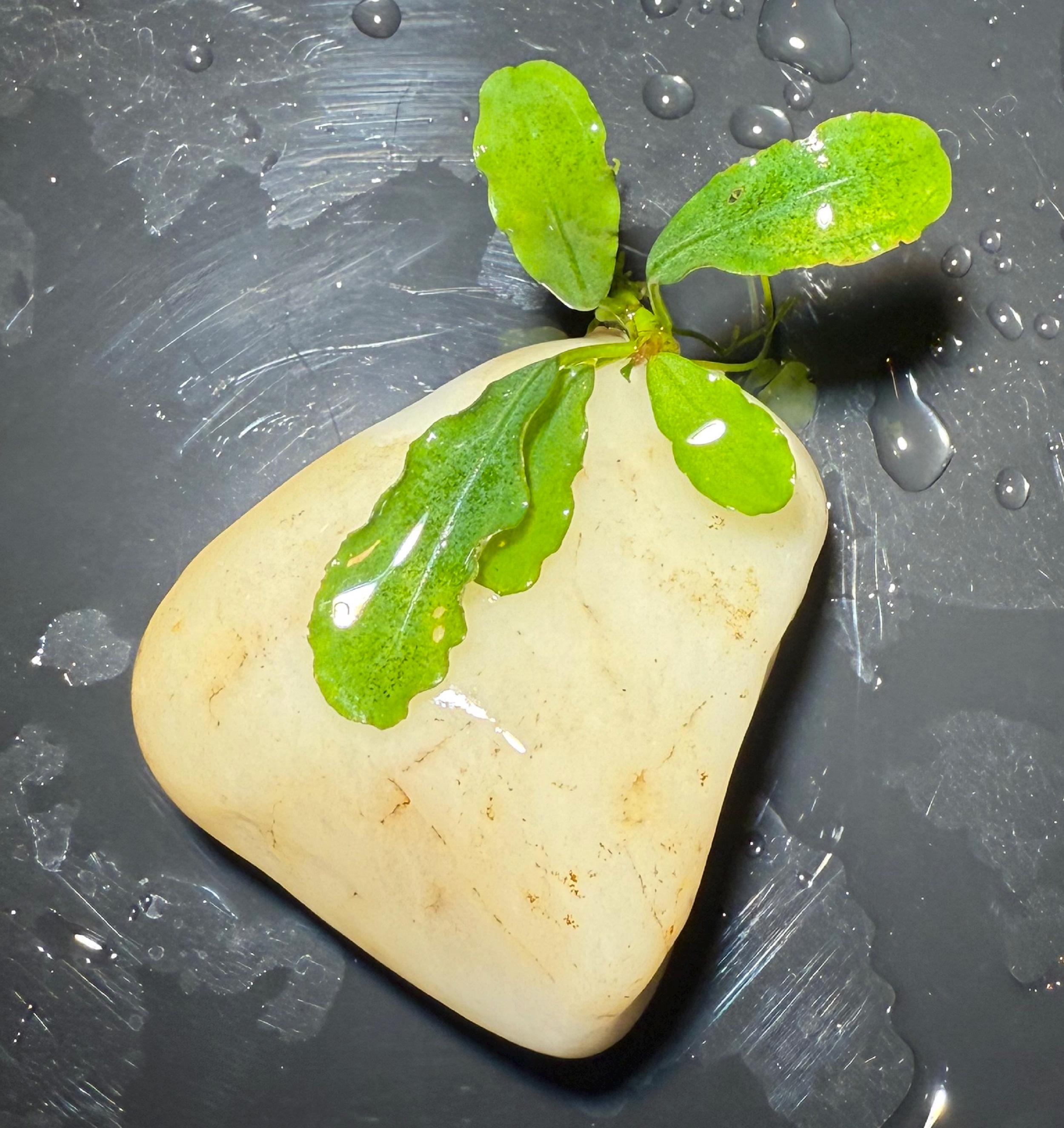 Bucephalandra Silver Aurora, Rare Bucephalandra, Submerged Grown 