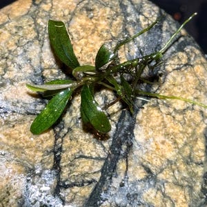 May include: A small aquatic plant with dark green, elongated, pointed leaves and a thin, branching stem. The plant features a central stalk with multiple leaves extending outward, showing a glossy, wet texture on its surface.