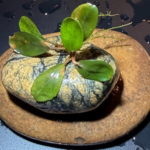 May include: A small aquatic plant with vibrant green, oval-shaped leaves attached to a smooth, tan and black patterned river stone. The plant features thin, light-colored roots extending outward, and the entire arrangement is wet with water droplets.