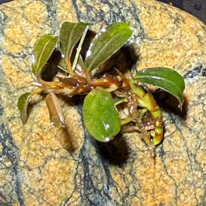 May include: A small aquatic plant with glossy, dark green, oval-shaped leaves and a thick, brownish-green rhizome. The plant features multiple stems branching from the center, with visible roots extending outward, resting on a textured tan stone.